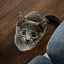 kitten, gray_cat, pet, animal, wooden_floor, curious, looking_up, indoor, feline, small, young_cat, cute, ears, whiskers, fur, tail, domestic_animal, blue_couch, flooring, eyes