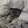 Uno joined the competition — help win amazing prizes! animal, bed, blanket, cat, comfort, covered, cozy, cuddly, cute, feline, fur, home, indoor, patterned_blanket, pet, pillow, relaxed, resting, sleepy, soft