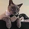 Uno joined the competition — help win amazing prizes! animal, bow_tie, cat, close_up, companion, cute, domestic_cat, ears, face, feline, gray_cat, indoor, looking, mammal, paws, pet, portrait, relaxed, tuxedo, whiskers