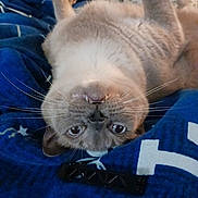 Uno is registered to the contest to win money with this photo: animal, bed, blue_blanket, cat, cozy, cute, feline, fur, gallery_interface, home, indoor, looking_at_camera, pet, phone_screenshot, portrait, relaxed, resting, soft, upside_down, whiskers