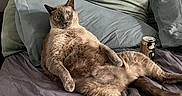 Uno is registered to the contest to win money with this photo: animal, bed, can, cat, cozy, curious, cute, domestic_animal, fur, furniture, household, indoor, laid_back, living_room, pet, pillow, relaxed, remote_control, resting, sofa_bed