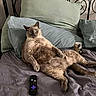 animal, bed, can, cat, cozy, curious, cute, domestic_animal, fur, furniture, household, indoor, laid_back, living_room, pet, pillow, relaxed, remote_control, resting, sofa_bed
