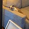 animal, armrest, beige, blank_canvas, canvas, cat, couch, cozy, domestic, furniture, home, indoor, pet, pillow, quiet, relaxed, resting, sleeping, soft_lighting, wooden_floor