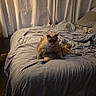animal, backpack, bed, bedding, blanket, carpet, cat, cozy, curtain, domestic, fur, furniture, gray, indoor, living_space, pet, relaxed, resting, room, sleepy