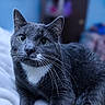 Smokey joined the competition — help win amazing prizes! cat, grey_cat, green_eyes, whiskers, indoor, blanket, soft_fur, close_up, pet, animal, cute, relaxed, feline, domestic_cat, portrait, lying_down, cozy, indoor_lighting, blurred_background, cute_pet
