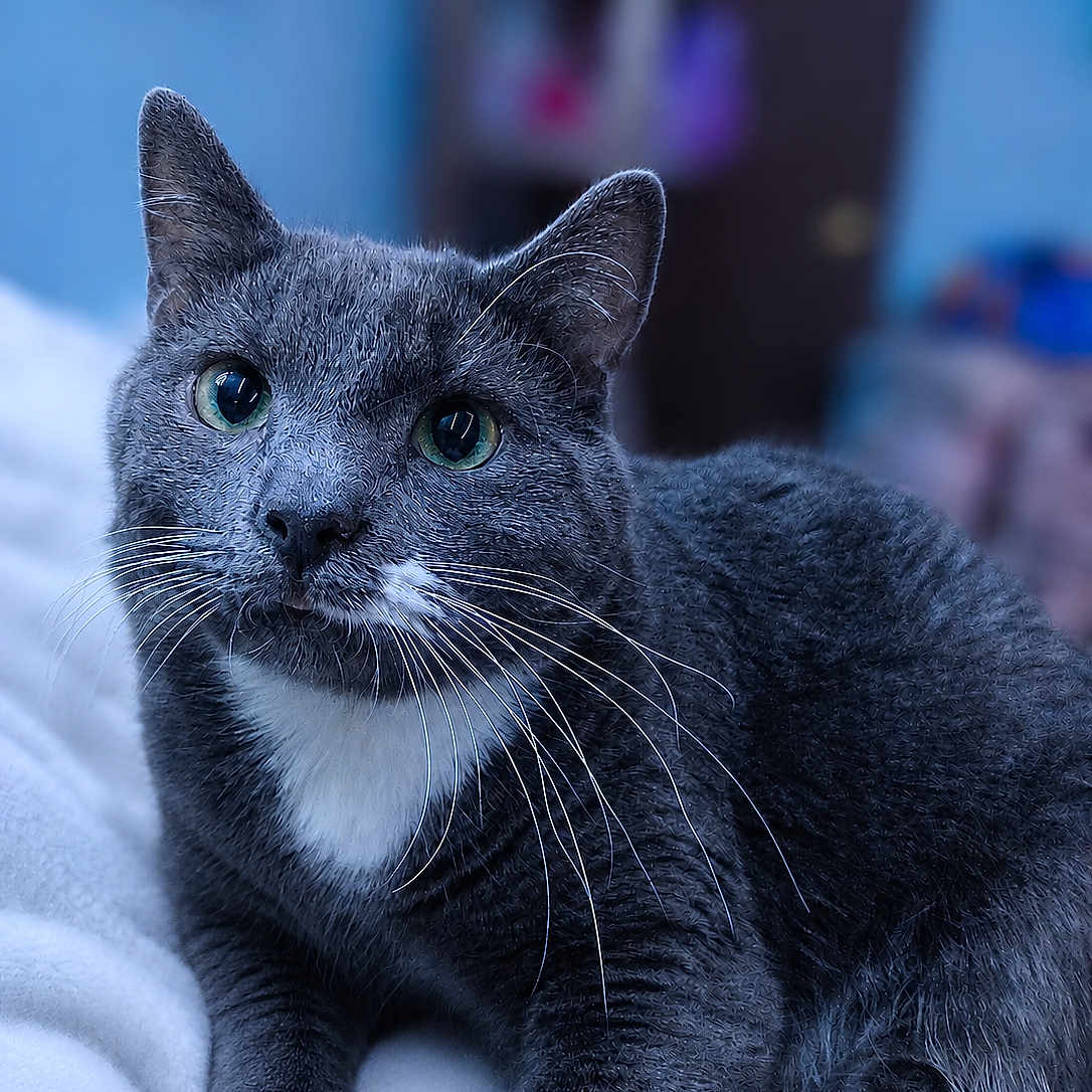 Smokey joined the competition — help win amazing prizes! cat, grey_cat, green_eyes, whiskers, indoor, blanket, soft_fur, close_up, pet, animal, cute, relaxed, feline, domestic_cat, portrait, lying_down, cozy, indoor_lighting, blurred_background, cute_pet