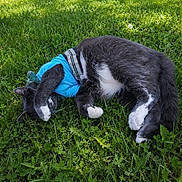 Smokey joined the competition — help win amazing prizes! cat, gray_cat, white_paws, blue_shirt, grass, outdoor, pet, animal, sleeping, paw, fur, nature, summer, relaxing, cute, mammal, whiskers, clothing, daylight, greenery