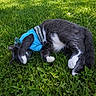 cat, gray_cat, white_paws, blue_shirt, grass, outdoor, pet, animal, sleeping, paw, fur, nature, summer, relaxing, cute, mammal, whiskers, clothing, daylight, greenery