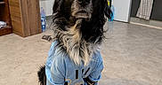 Chocolat participe au concours pour gagner de l'argent avec cette photo : dog, spaniel, pet, portrait, sitting, blue_shirt, long_hair, black_and_white, floppy_ears, brown_eyes, indoors, kitchen, refrigerator, family_photos, wooden_cabinet, tile_floor, sink, clothing, cute, funny