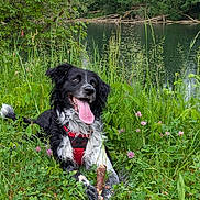Chocolat participe au concours pour gagner de l'argent avec cette photo : dog, black_and_white, happy, smiling, tongue, outdoors, meadow, wildflowers, pond, forest, nature, grass, clover, plants, water, woodland, sitting, harness, stick, portrait