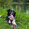 dog, black_and_white, happy, smiling, tongue, outdoors, meadow, wildflowers, pond, forest, nature, grass, clover, plants, water, woodland, sitting, harness, stick, portrait