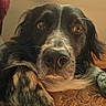 Chocolat participe au concours pour gagner de l'argent avec cette photo : dog, spaniel, portrait, close_up, long_hair, black_and_white, floppy_ears, brown_eyes, nose, whiskers, pet, animal, indoors, chair, upholstery, patterned_fabric, warm_lighting, seated, looking_at_camera, cozy