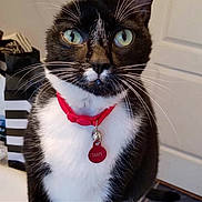 Snape is registered to the contest to win money with this photo: cat, tuxedo_cat, pet, indoor, collar, tag, green_eyes, feline, whiskers, domestic_animal, close_up, black_and_white, cute, animal_portrait, household, door, fur, looking_at_camera, domestic_cat, pet_accessory