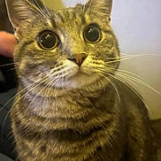 Phoebe is registered to the contest to win money with this photo: abyssinian, angora, animal, cat, egyptiancat, kitten, manx, pet, snout