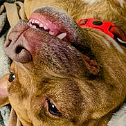Big Boy joined the competition — help win amazing prizes! dog, pet, upside_down, smiling, teeth, brown_fur, collar, human_hand, nail_polish, blanket, cozy, indoor, close_up, playful, relaxed, cute, animal, fur, ear, resting