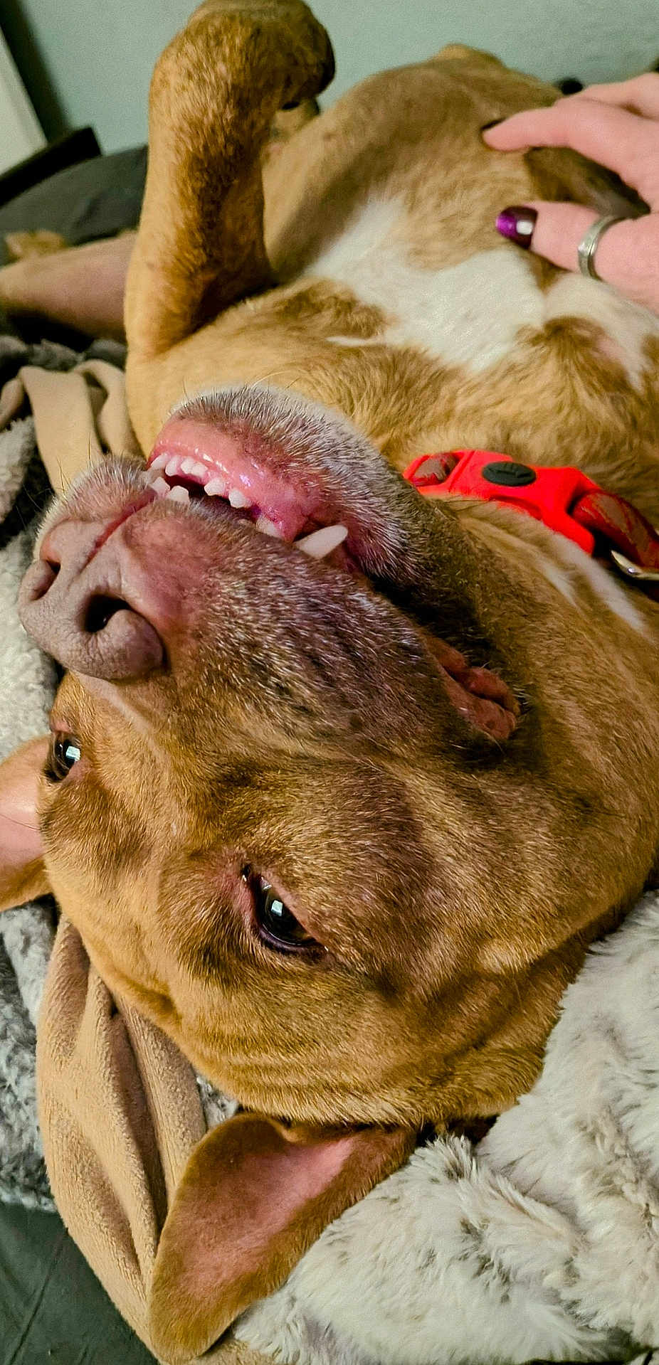 Big Boy joined the competition — help win amazing prizes! dog, pet, upside_down, smiling, teeth, brown_fur, collar, human_hand, nail_polish, blanket, cozy, indoor, close_up, playful, relaxed, cute, animal, fur, ear, resting