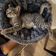 Bandi participe au concours pour gagner de l'argent avec cette photo : kitten, cat, tabby, gray_cat, sleeping, resting, cozy, cat_bed, furry, pet, indoor, home, floor, wooden_floor, human_leg, slippers, relaxed, cute, animal, paw