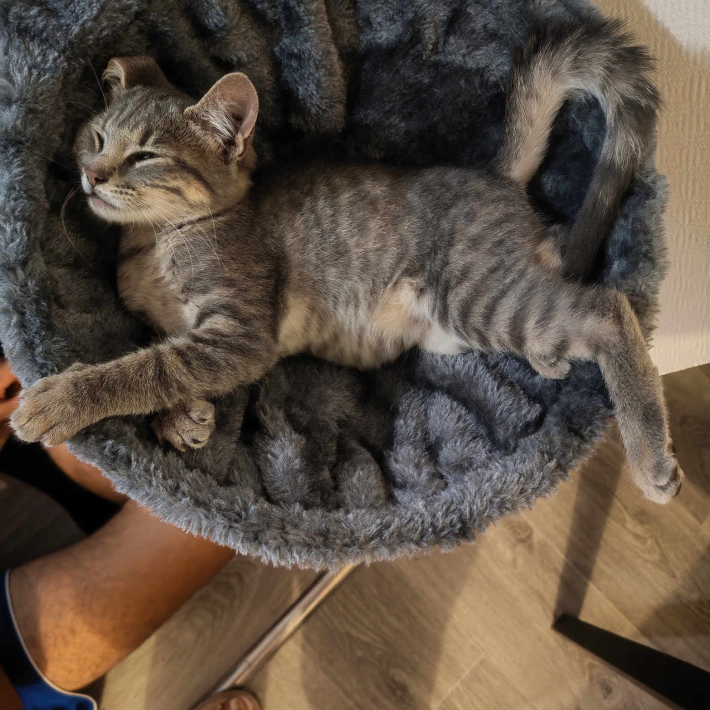 Bandi participe au concours pour gagner de l'argent avec cette photo : kitten, cat, tabby, gray_cat, sleeping, resting, cozy, cat_bed, furry, pet, indoor, home, floor, wooden_floor, human_leg, slippers, relaxed, cute, animal, paw