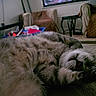 cat, fluffy, pet, sleeping, lying_down, upside_down, paws, fur, whiskers, indoor, living_room, carpet, remote_control, furniture, armchair, home, cozy, relaxed, nap, photography