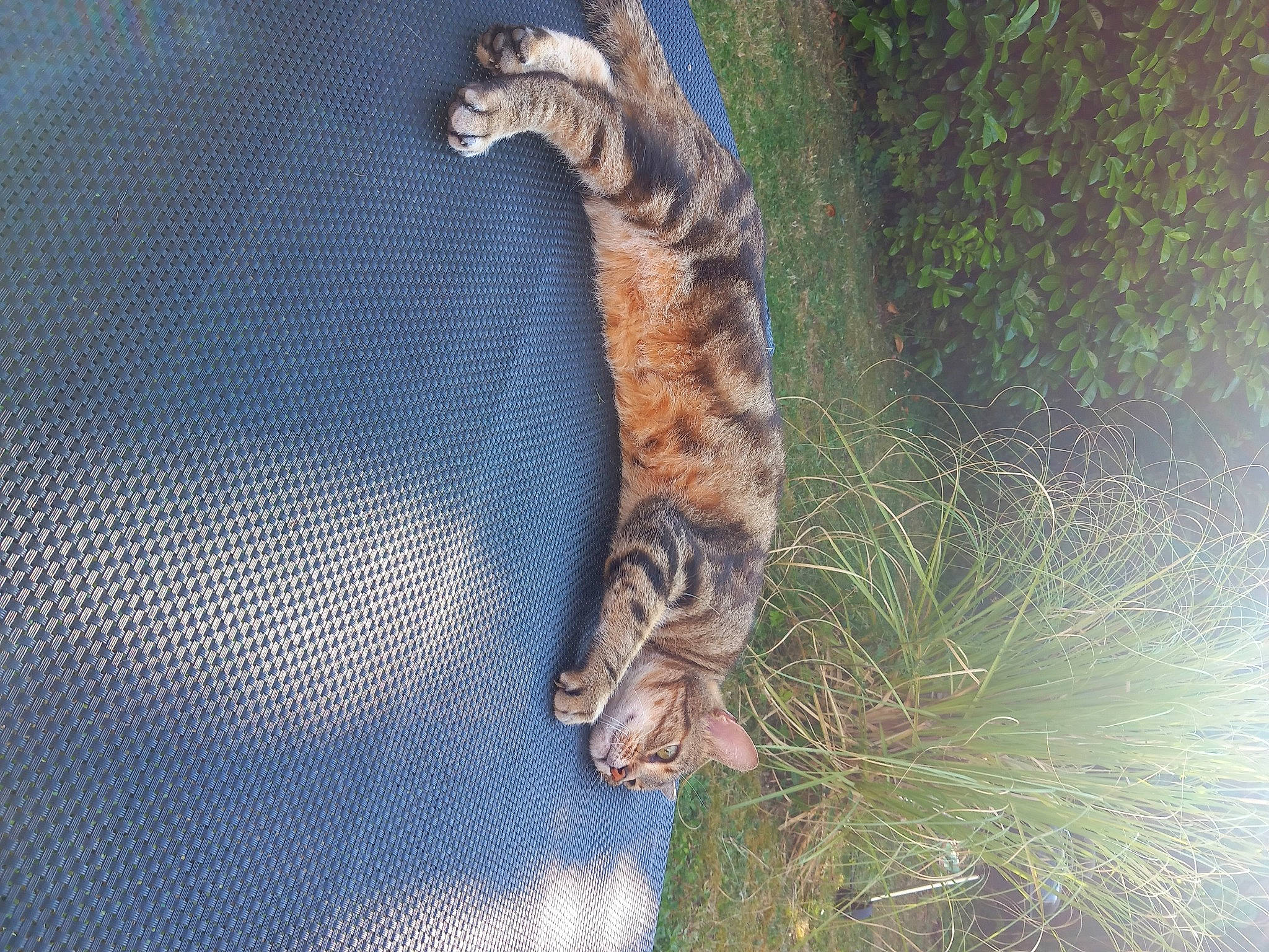 Sting participe au concours pour gagner de l'argent avec cette photo : big_cats, carnivore, cat, claw, domestic_short_haired_cat, fawn, felidae, fur, grass, pattern, paw, plant, small_to_medium_sized_cats, snout, tail, terrestrial_animal, tree, whiskers, wildlife, wood