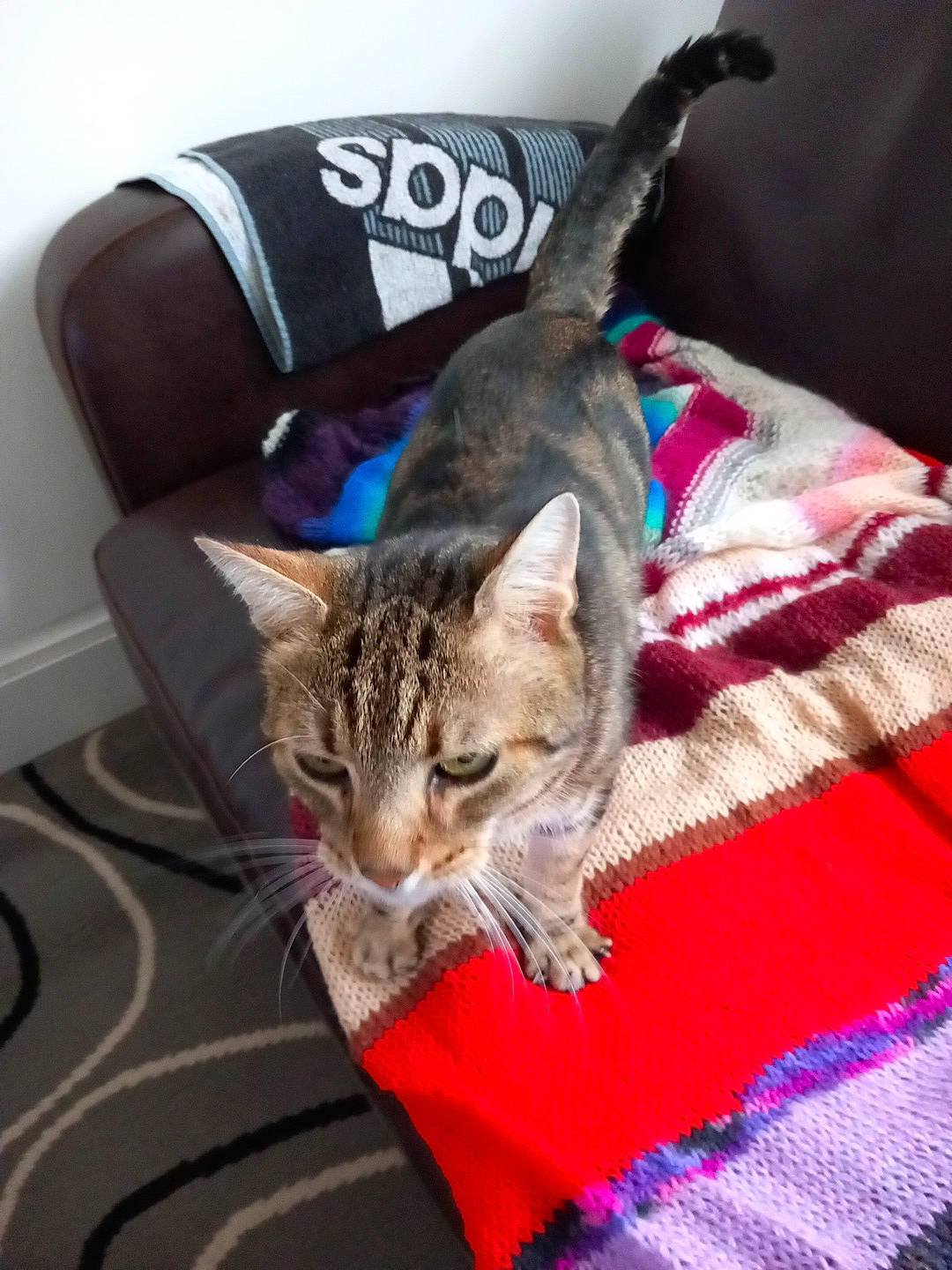 Sting a rejoint le concours — aidez-le/la à gagner de superbes lots ! carnivore, cat, claw, comfort, domestic_short_haired_cat, felidae, fur, linens, pattern, plaid, sitting, small_to_medium_sized_cats, tail, textile, whiskers, woven_fabric