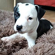 Tessa a rejoint le concours — aidez-le/la à gagner de superbes lots ! puppy, dog, black_and_white, fur, cute, pet, indoors, carpet, fluffy, animal, laying, young, face, nose, ears, eyes, floor, home, background, cozy