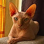 sphynx_cat, cat, hairless_cat, pet, animal, indoor, portrait, close_up, wrinkled_skin, large_ears, relaxed, resting, feline, green_eyes, natural_light, window_light, warm_tones, texture, quiet, calm