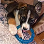 puppy, dog, toy, blue_ring, carpet, indoor, cute, pet, animal, playful, paw, fur, young, closeup, lying_down, nose, ears, tongue, brown, white