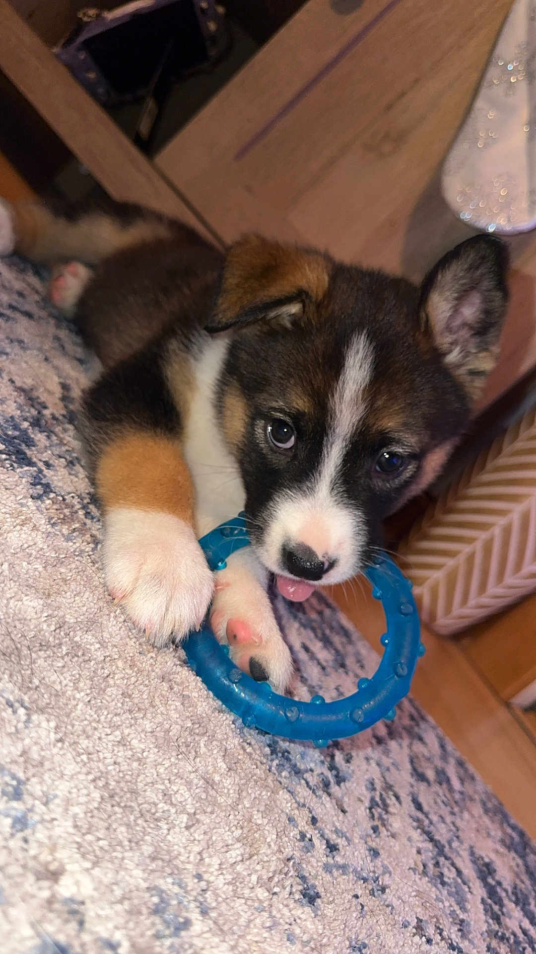 Gerald is registered to the contest to win money with this photo: puppy, dog, toy, blue_ring, carpet, indoor, cute, pet, animal, playful, paw, fur, young, closeup, lying_down, nose, ears, tongue, brown, white