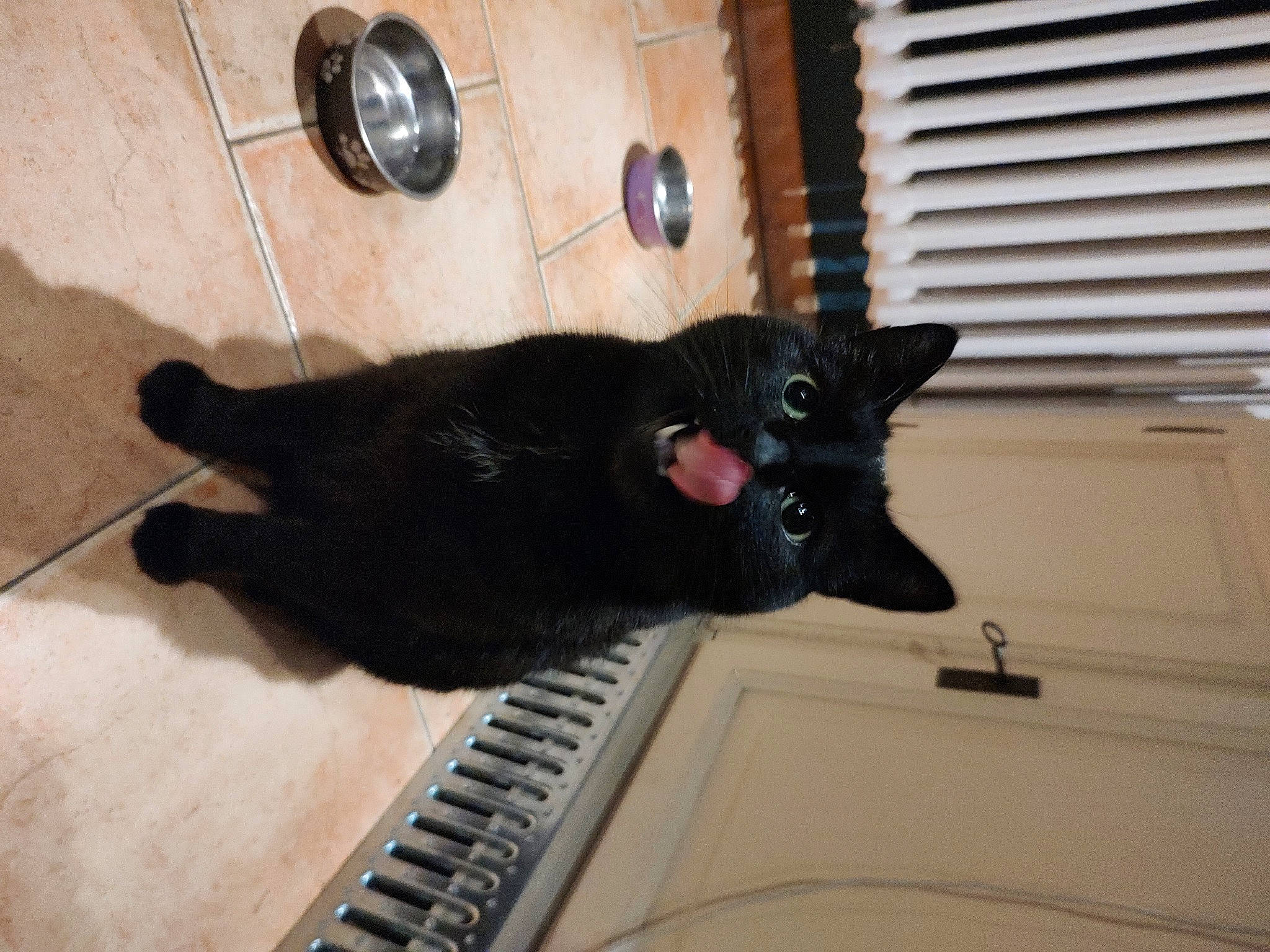 Poutine participe au concours pour gagner de l'argent avec cette photo : black_cat, bombay, carnivore, cat, claw, domestic_short_haired_cat, felidae, flooring, fur, hardwood, room, small_to_medium_sized_cats, tail, whiskers, window_blind