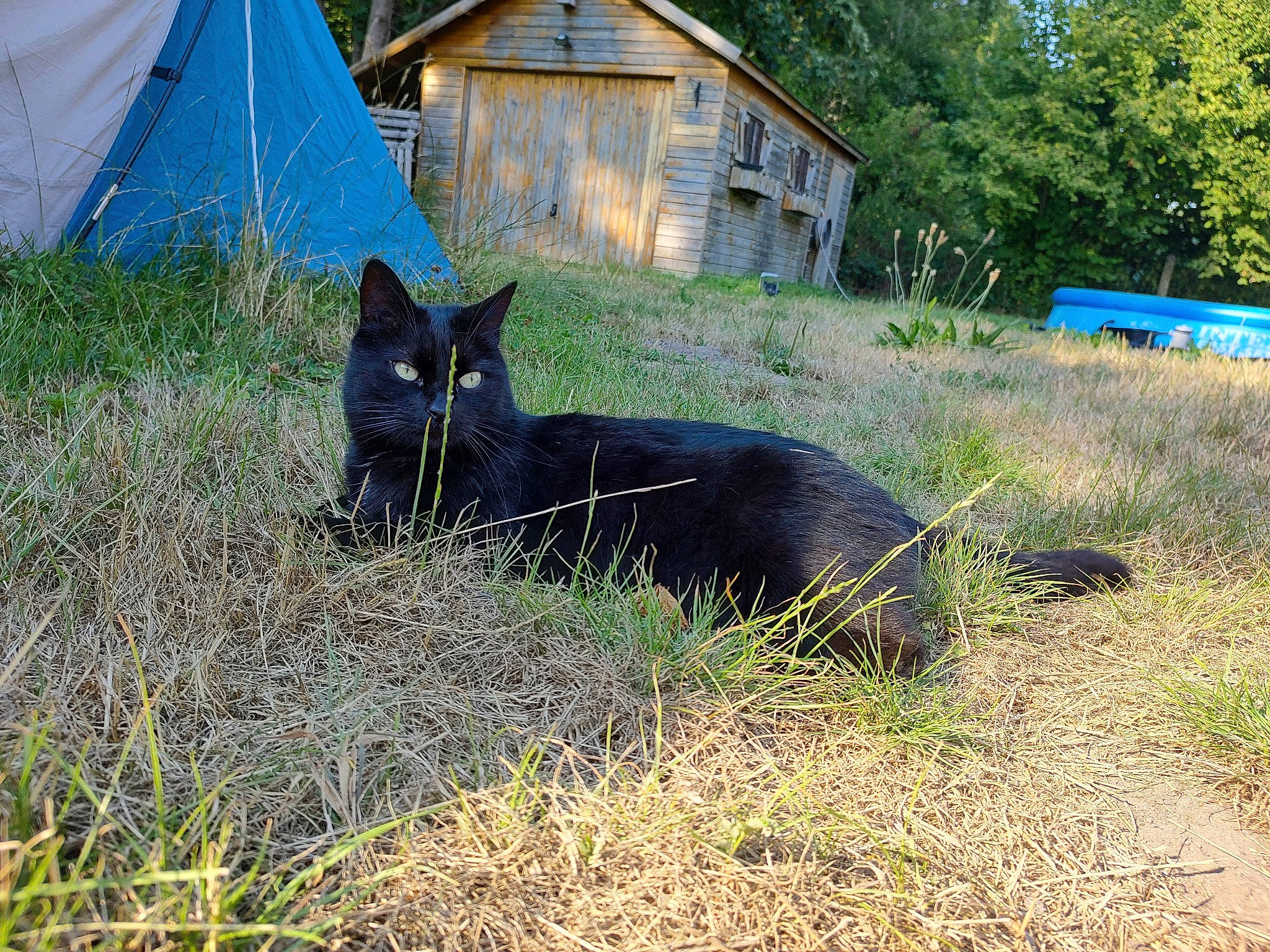 Poutine participe au concours pour gagner de l'argent avec cette photo : black_cat, bombay, carnivore, cat, cottage, domestic_short_haired_cat, felidae, grass, grassland, groundcover, house, mammal, plant, small_to_medium_sized_cats, tail, tent, terrestrial_animal, tree, whiskers, window