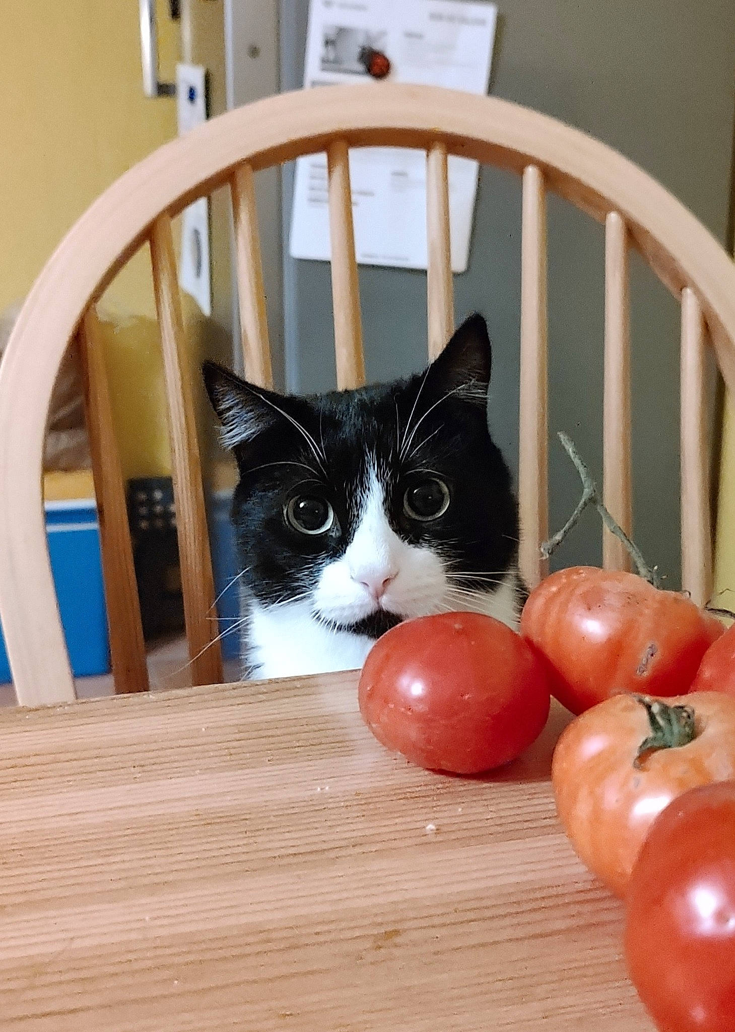 Gaston participe au concours pour gagner de l'argent avec cette photo : bush_tomato, carnivore, cat, chair, cherry_tomatoes, felidae, flooring, food, fruit, hardwood, natural_foods, plum_tomato, small_to_medium_sized_cats, stairs, table, tableware, tomato, vegetable, whiskers, wood