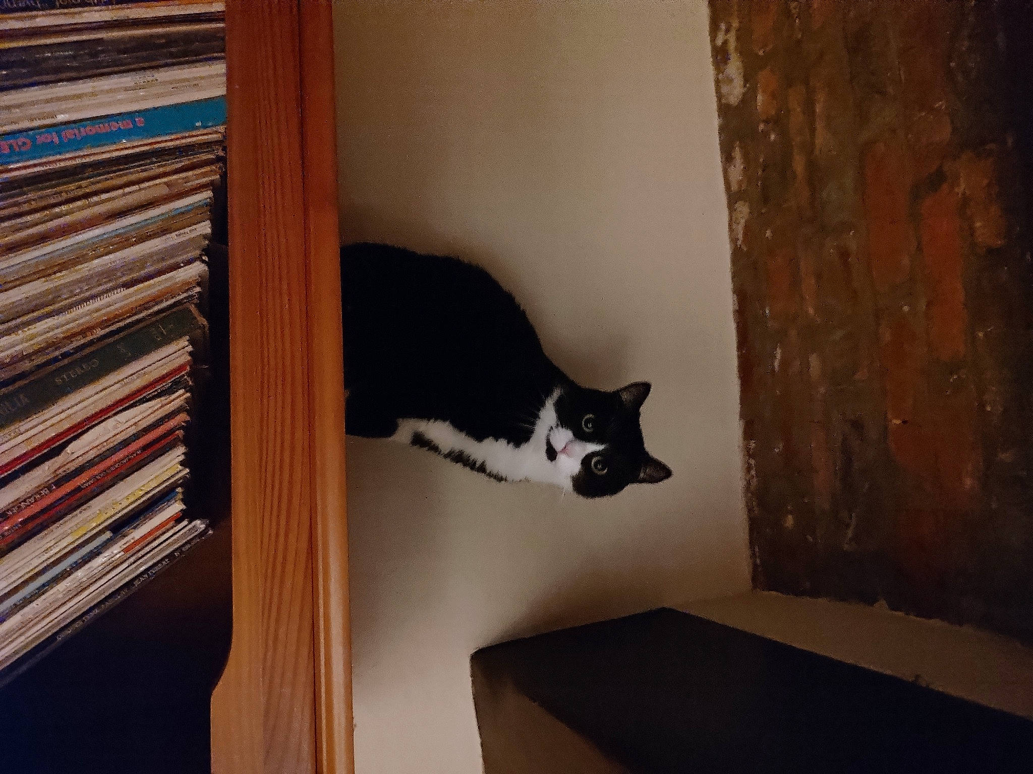 Gaston participe au concours pour gagner de l'argent avec cette photo : book, bookcase, carnivore, cat, domestic_short_haired_cat, felidae, flooring, fur, hardwood, publication, room, shelving, small_to_medium_sized_cats, stairs, tail, tints_and_shades, tree, whiskers, window, wood