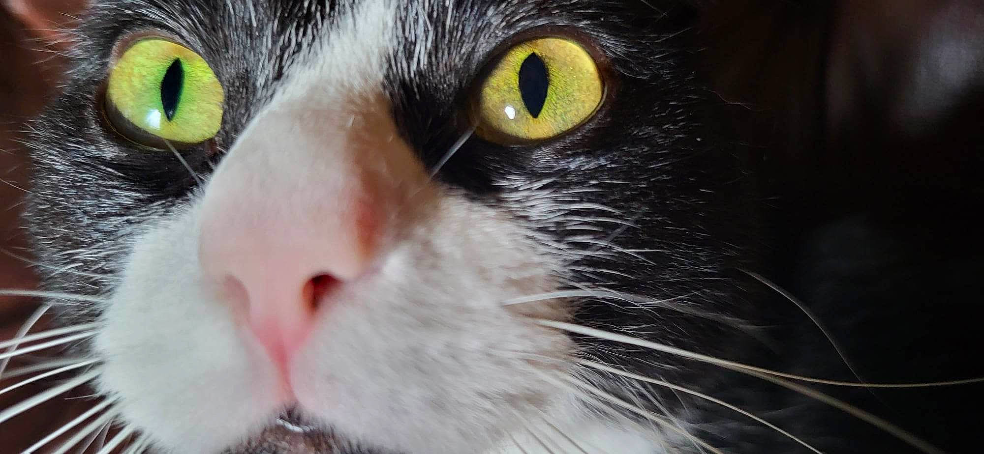 Gaston participe au concours pour gagner de l'argent avec cette photo : carnivore, cat, close_up, domestic_short_haired_cat, felidae, fur, iris, photography, small_to_medium_sized_cats, snout, terrestrial_animal, whiskers