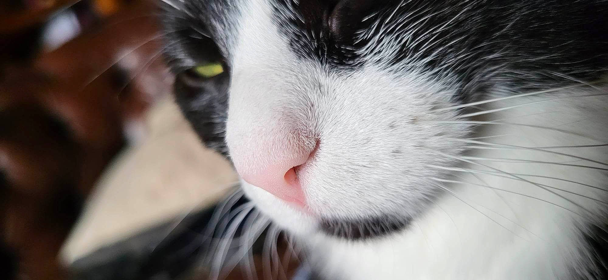 Gaston a rejoint le concours — aidez-le/la à gagner de superbes lots ! carnivore, cat, close_up, domestic_short_haired_cat, felidae, fur, hair, monochrome_photography, small_to_medium_sized_cats, snout, terrestrial_animal, whiskers