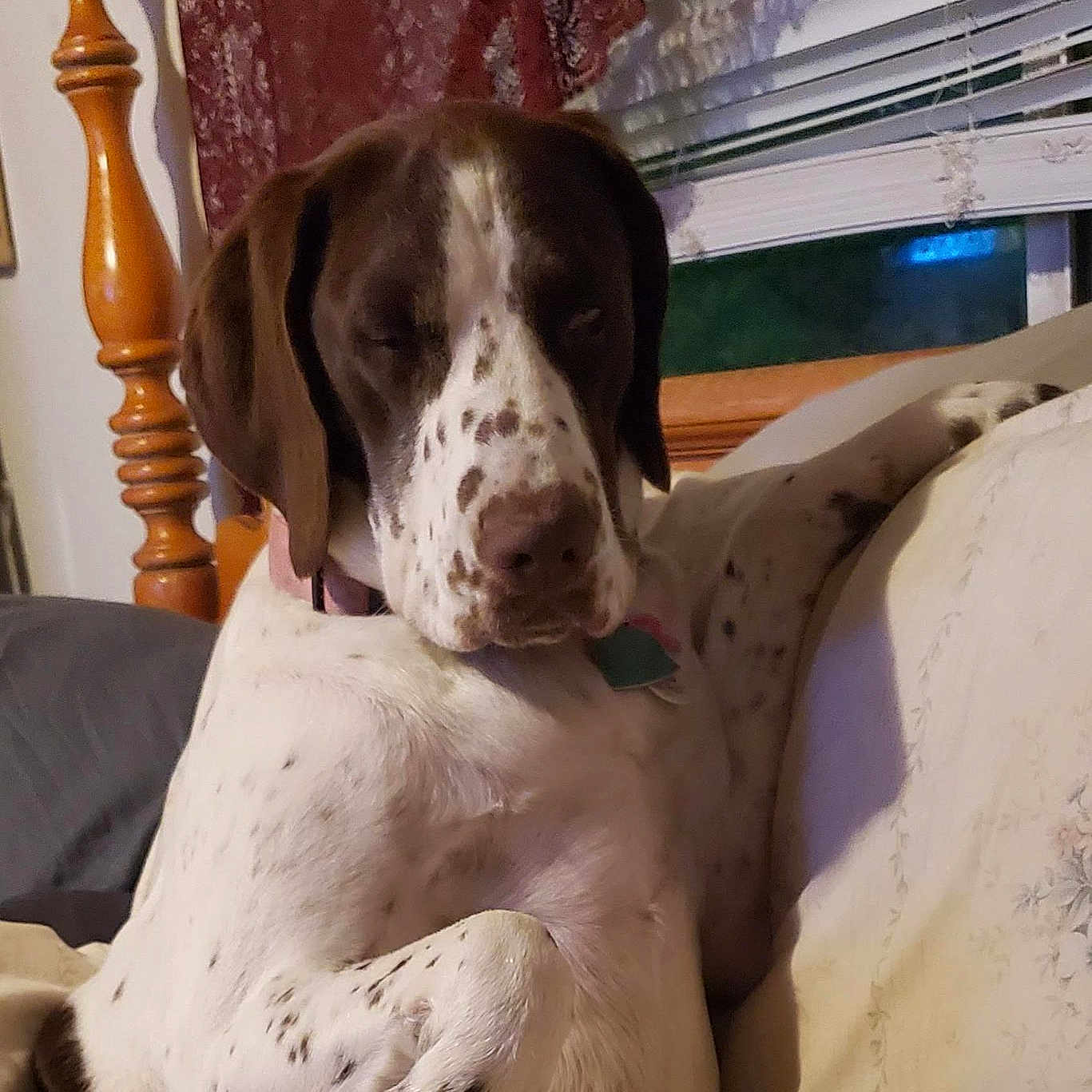 Dolly Mae joined the competition — help win amazing prizes! animal, canine, chair, couch, cushion, dalmatian, dog, furniture, greatdane, homedecor, hound, labradorretriever, person, pet, pointer, puppy, sleeping