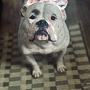 Jasmine Hicks is registered to the contest to win money with this photo: adorable, animal, black_spots, bulldog, canine, carpet, close_up, cute, dog, domestic_animal, floor, indoor, looking_up, patterned_rug, pet, pink_ribbon, portrait, ribbon, sitting, white_dog