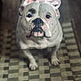 adorable, animal, black_spots, bulldog, canine, carpet, close_up, cute, dog, domestic_animal, floor, indoor, looking_up, patterned_rug, pet, pink_ribbon, portrait, ribbon, sitting, white_dog