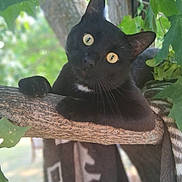 Shinobi is registered to the contest to win money with this photo: animal, black_cat, branch, cat, claws, close_up, curious, daylight, feline, greenery, leaves, nature, outdoor, pet, playful, portrait, tree, whiskers, wood, yellow_eyes