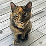 Chloe joined the competition — help win amazing prizes! cat, tortoiseshell, pet, animal, outdoor, wooden_deck, fur, eyes, sitting, looking_at_camera, whiskers, ears, natural_light, closeup, domestic_cat, curious, feline, daylight, wood, texture