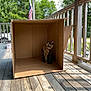 Chloe is registered to the contest to win money with this photo: cat, cardboard_box, porch, wooden_floor, outdoor, animal, pet, tortoiseshell_cat, sunlight, flag, greenery, railing, daytime, feline, curious, sitting, shadow, nature, relaxation, domestic_animal