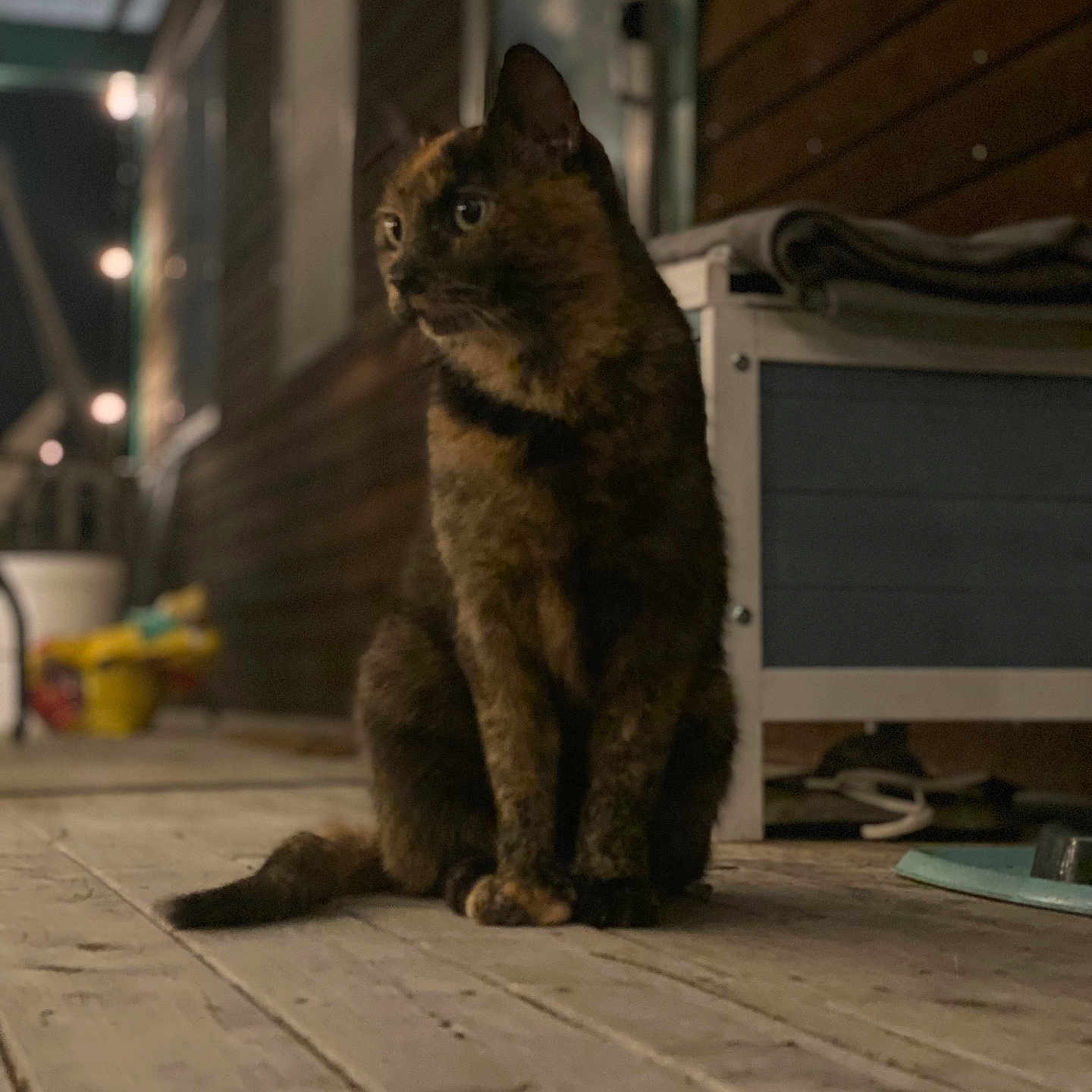 Chloe joined the competition — help win amazing prizes! animal, blurred_background, cat, cozy, curious, domestic, evening, feline, fur_pattern, lights, night, outdoor, pet, porch, quiet, shadow, side_view, sitting, tortoiseshell_cat, wooden_floor