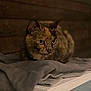 cat, tortoiseshell, animal, pet, blanket, wooden_surface, indoor, feline, cozy, fur, whiskers, ears, eyes, resting, quiet, dark_background, closeup, mammal, table, sitting