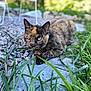 cat, tortoiseshell_cat, animal, pet, outdoor, grass, stone_path, pebbles, nature, feline, resting, close_up, greenery, blurred_background, ears, whiskers, eyes, fur, mammal, daylight