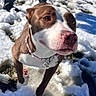 Coco is registered to the contest to win money with this photo: dog, brown_and_white, pink_collar, snow, ice, outdoor, pet, canine, winter, frozen_ground, walking, curious, animal, paw, collar_tag, person, jeans, boots, sunlight, shadow
