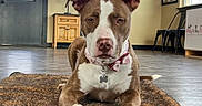 Coco is registered to the contest to win money with this photo: dog, brown, white, bow_tie, pet, indoor, rug, floor, furniture, lamp, window, door, wooden_cabinet, decor, calm, portrait, looking_at_camera, ears_up, house, pet_tag