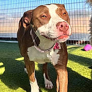 Coco is registered to the contest to win money with this photo: dog, brown_and_white, collar, pet_resort, artificial_grass, sunlight, outdoor, playful, fence, happy, canine, training, pet, animal, closeup, daylight, grass, tail, snout, ears