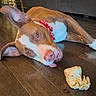 Coco is registered to the contest to win money with this photo: dog, brown_and_white, bowtie, tongue_out, chewed_bone, wooden_floor, indoor, pet, playful, lying_down, canine, household, fur, ears, nose, mouth, collar, chew_toy, relaxed, domestic_animal