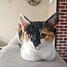 Brownie participe au concours pour gagner de l'argent avec cette photo : cat, kitten, calico, fur, whiskers, indoor, cozy, soft_surface, brick_wall, plant, curious, close_up, pet, animal, cute, feline, loaf_position, ears, eyes, home