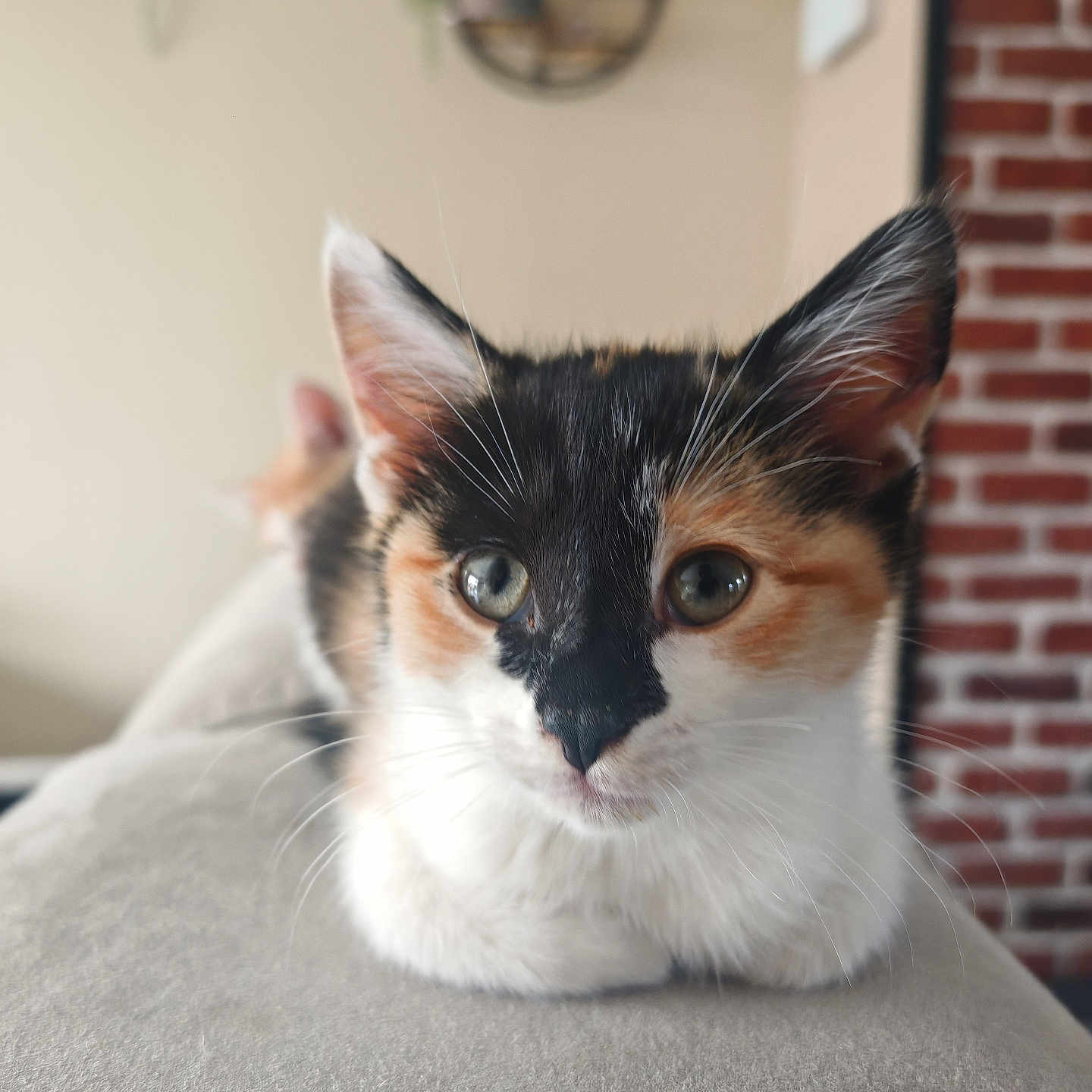 Brownie